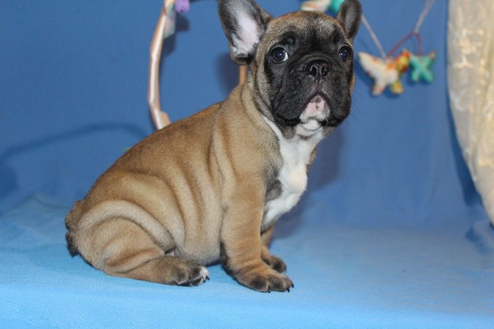 Французский бульдог Девочки 2,5м Одесса
