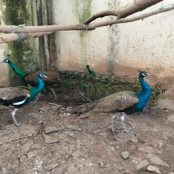 Pavões spalding e azuis