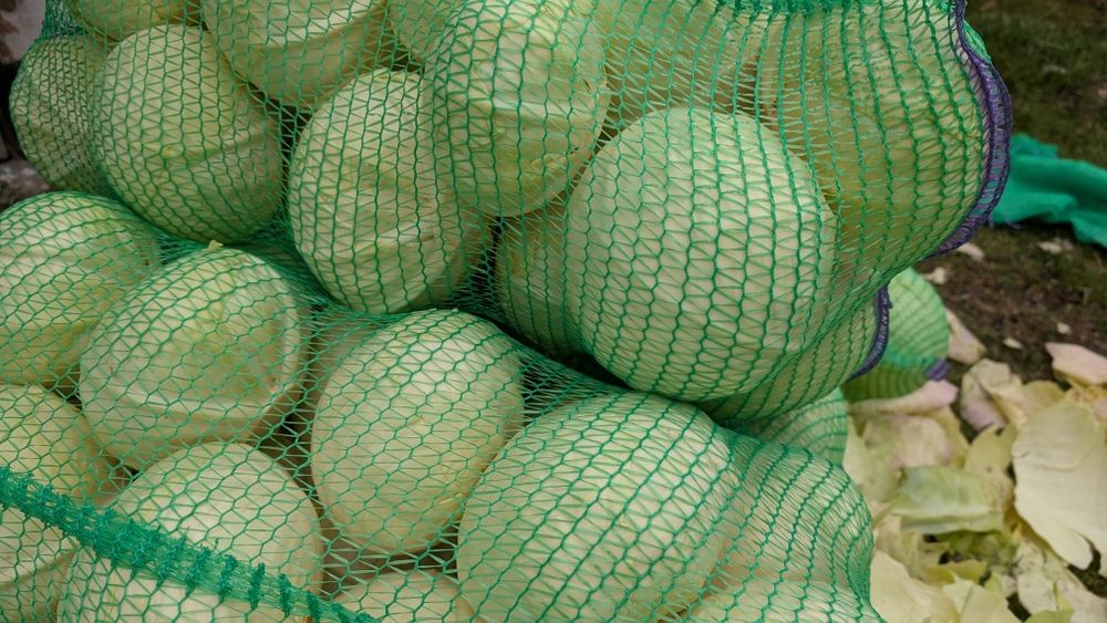 Капуста агрессор