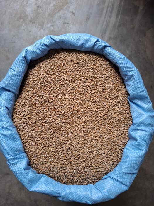 Pszenżyto ozime Rotondo