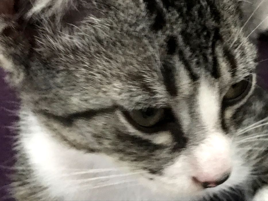 Gatinho macho de 2 meses para adoção. Cinzento, riscas, meias brancas e peito branco.