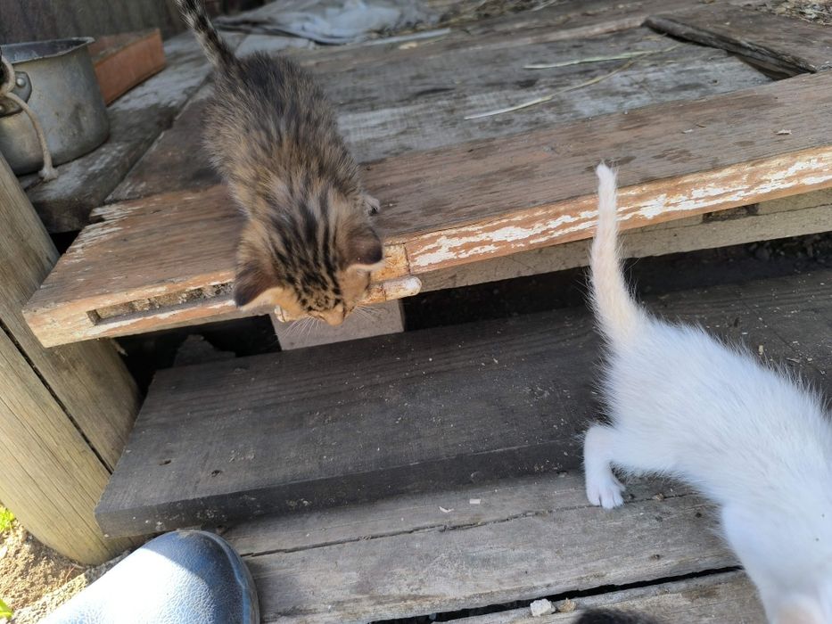 Gatinhos para oferecer Moreira de Cónegos