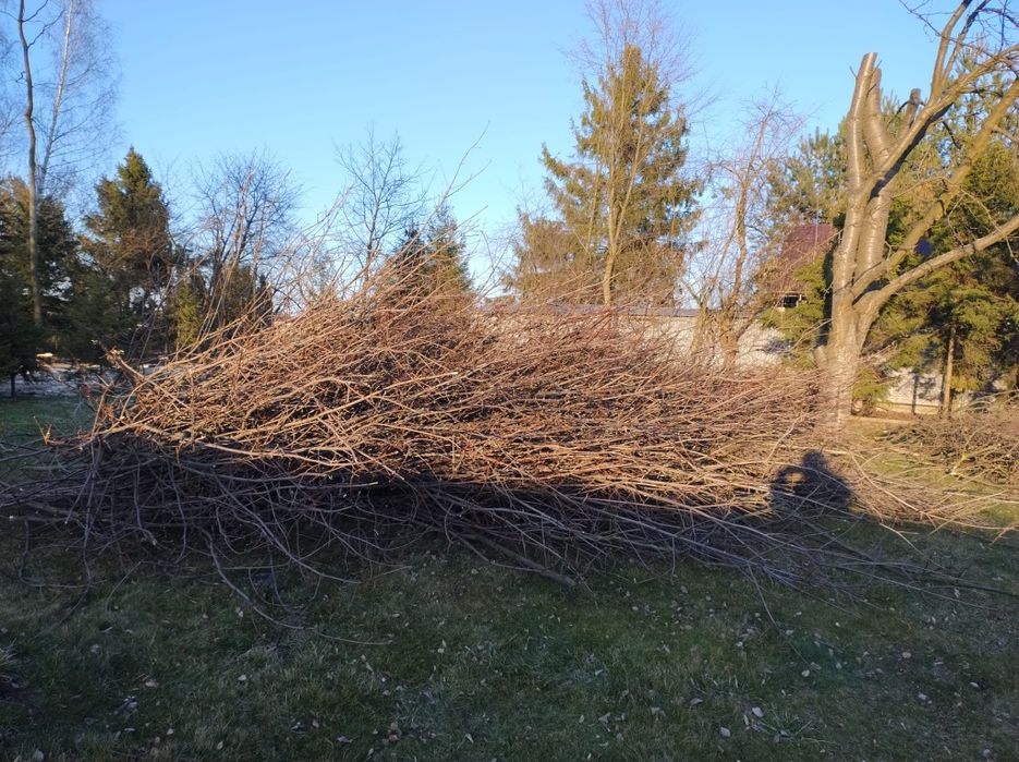 Oddam gałęzie ze ściętych drzew