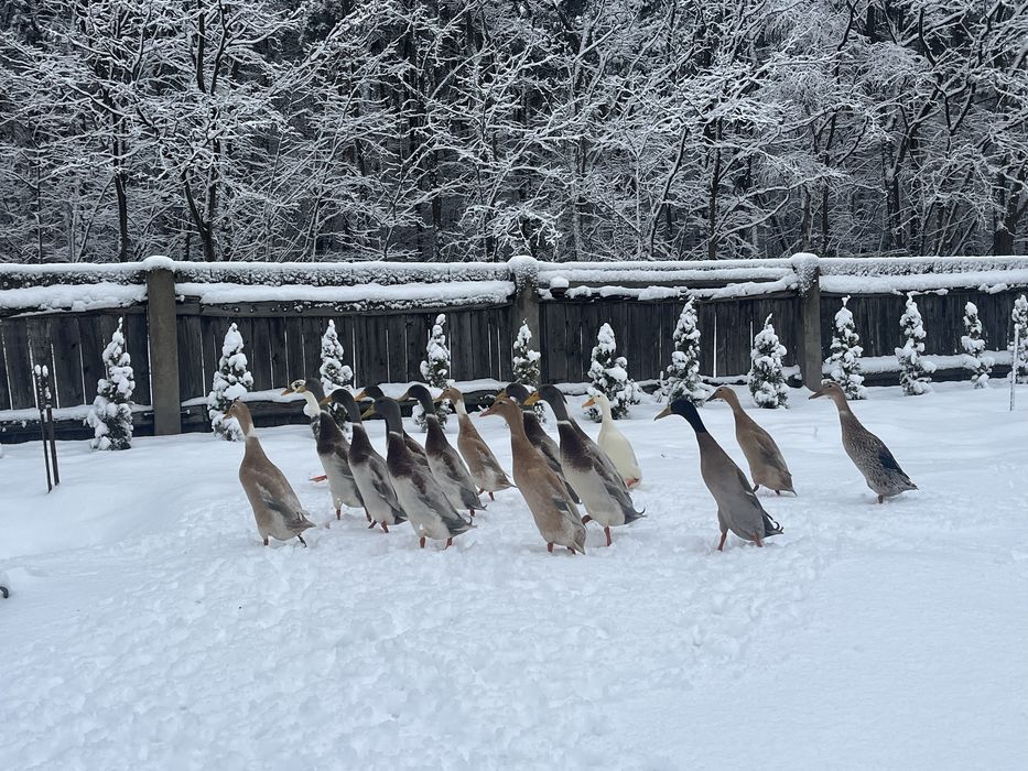 Kaczki kaczka biegus biegusy