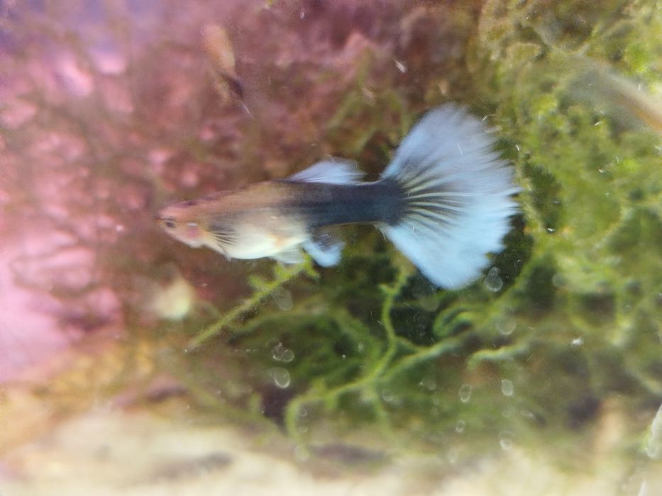 Gupik tuxedo blue