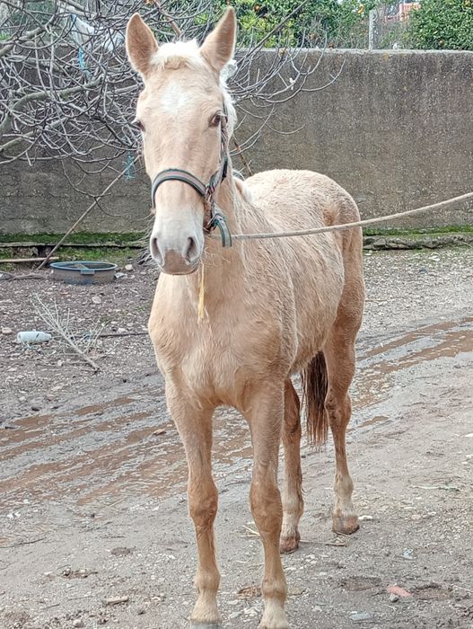 Vendo poldra palomina 2 anos