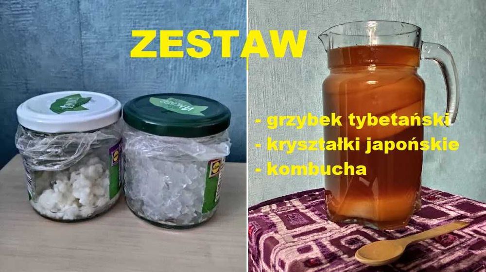 Grzybek tybetański + algi japońskie + kombucha