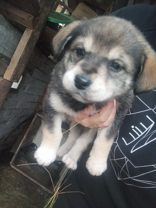 Отдам бесплатно собачек