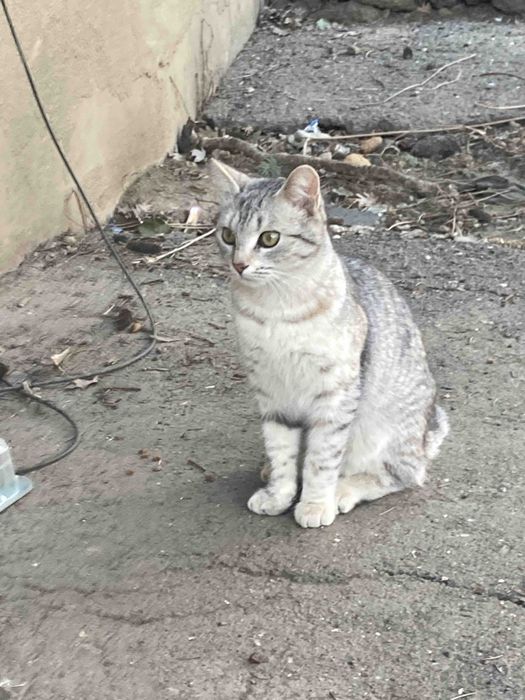 Котёнок 9 мес девочка