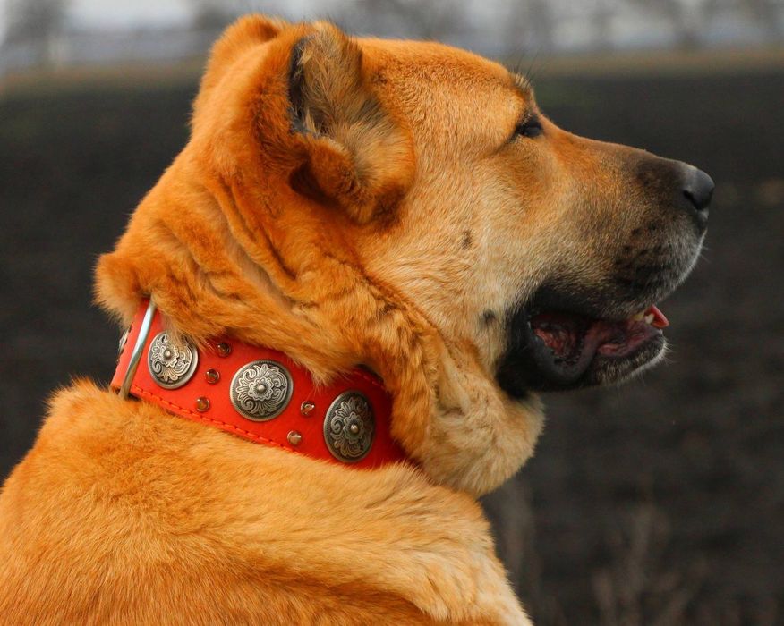 Ошийник  для собак, натуральна шкіра.