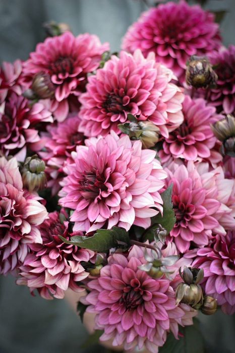 Поділки сортових жоржин