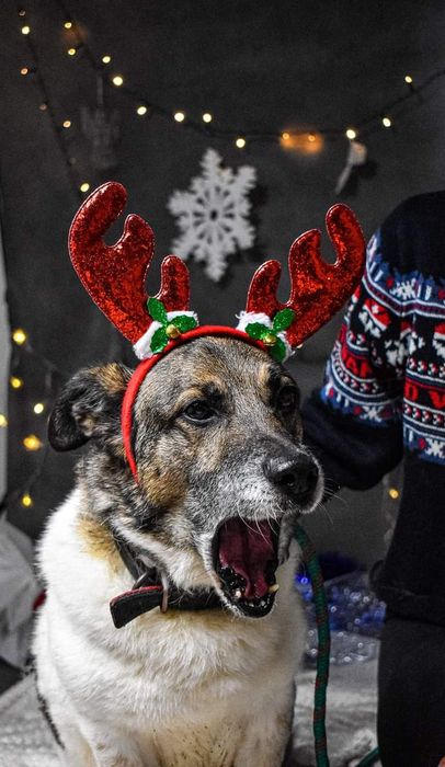 Po poprzednim właścicielu została tylko obroża...