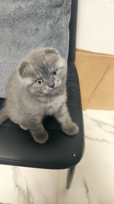 Шотландский красавчик