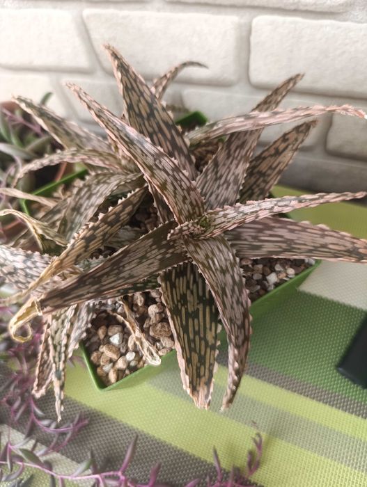 Алоє алое гібрид кімнатна квітка суккулент сукулент