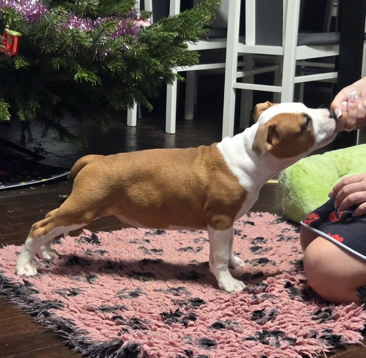 Wyjątkowy Samczyk American Staffordshire Terrier Amstaff ZKwP FCI