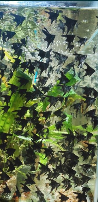 Різні акваріумі рыбки