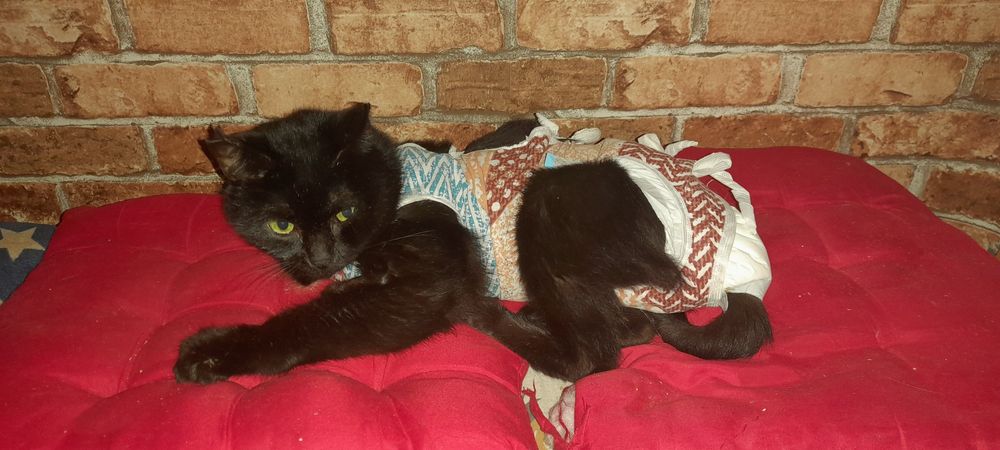 Віддаємо лагідного котика. Сумка-переноска в подарунок