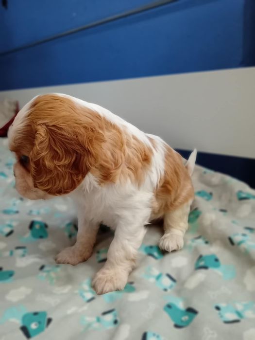 Cavalier King Charles Spaniel Blenheim