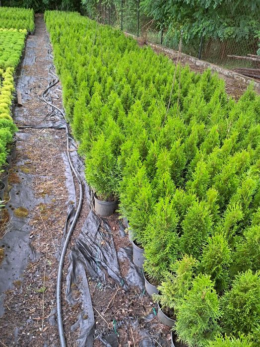Thuja szmaragd 60 cm