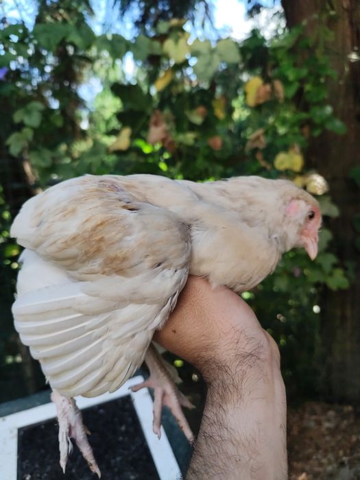 Machos Olive egger com 2 meses