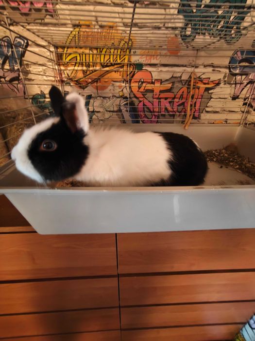 Króliczek Teddy samczyk z klatką
