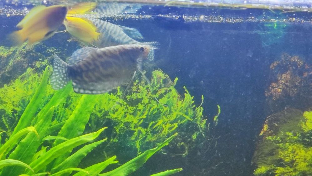 2 Gurami marmurkowe