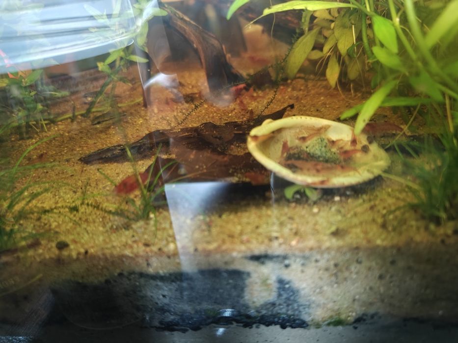 Krewetki Neocaridina Red Cherry