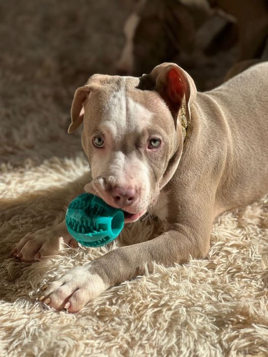 Американский булли стандарт классік