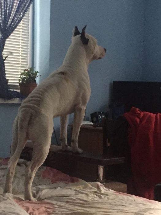 Вязка пітбуля