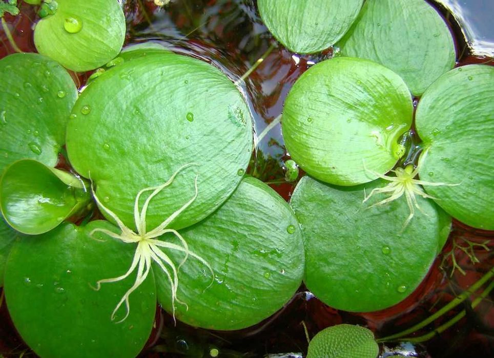 Лімнобіум паростконосний. Акваріумні рослини