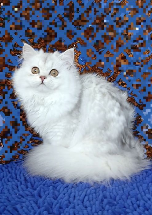 Серебристая шиншилла британская девочка