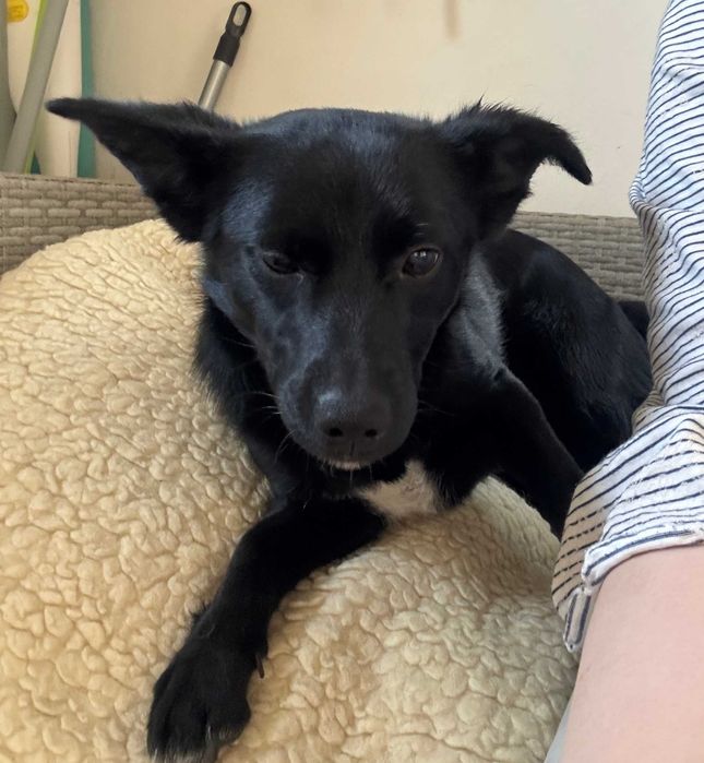 Muffinka szuka kochającego domu