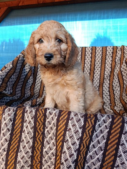 Goldendoodle mini śliczny piesek