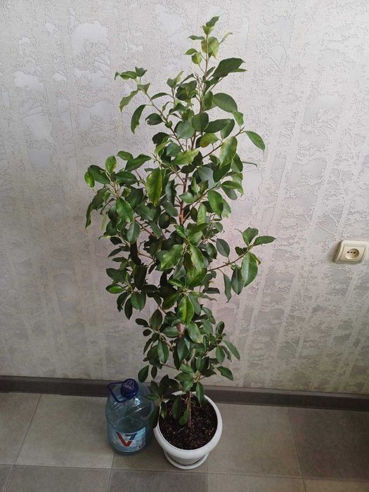 Лимон Павлівський Фікус РЕТУЗА варієгатна Шріверіана Гранат