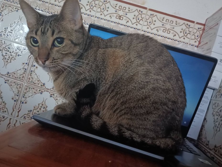Gatinha dócil para adoção responsável