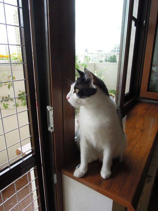 Защитная москитная сетка Антикошка (2в1) спецзаказ Доставка по Украине