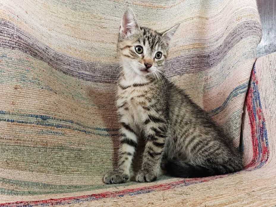FÊMEA | Gatinha disponível para Adoção Responsável