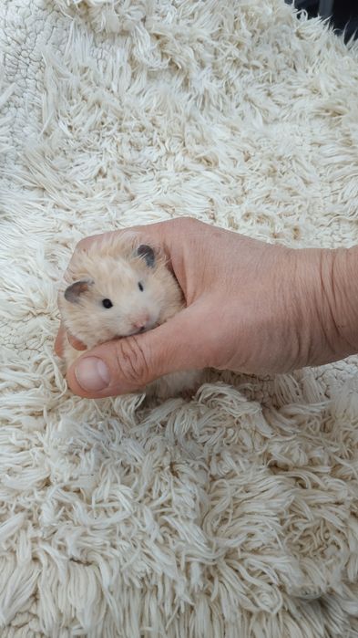 Хомячки домашние добрые ручные жёлтые персиковые джунгарский хомяк