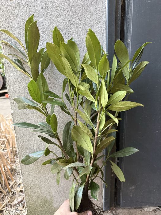 !Laurowisnia  elly  60-90 cm mrozoodporna