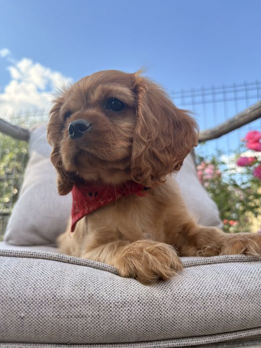 Cavalier King Charles Spaniel suczka.