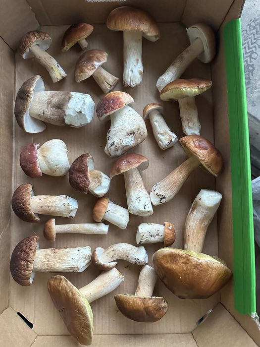 Sprzedam grzyby prawdziwki 35 zł/ kg