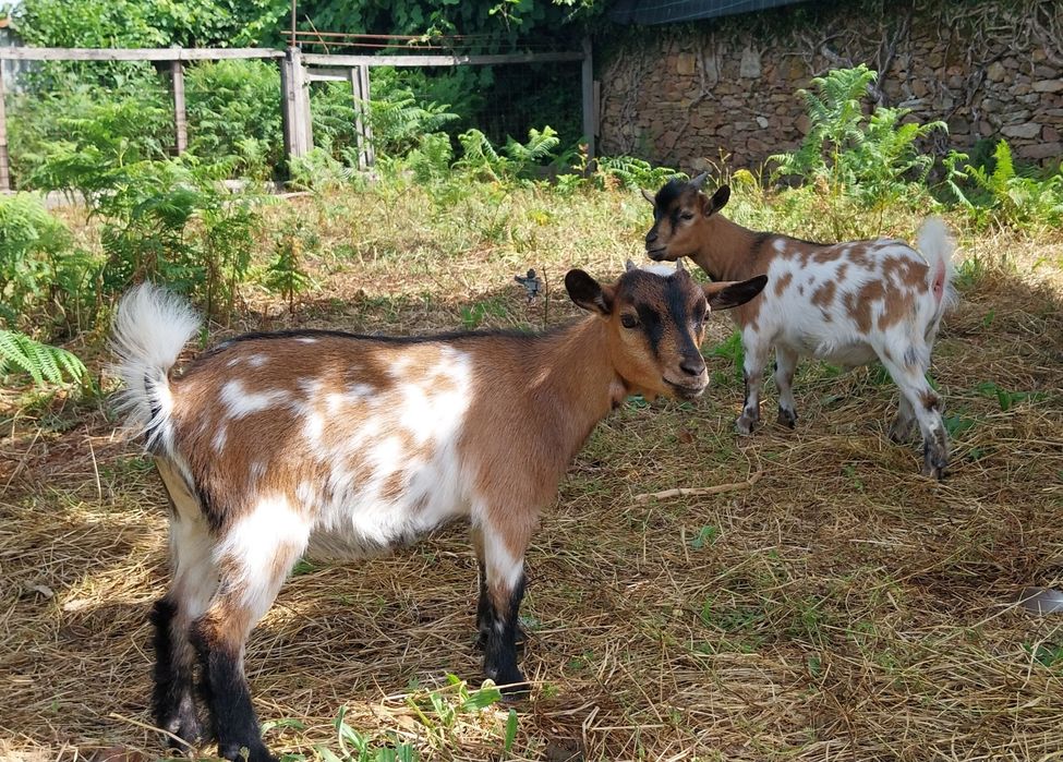 Cabras micro anas