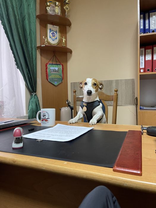 Наш хлопчик шукає дівчинку