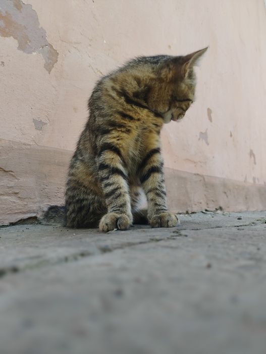 Кошенятко дівчатка