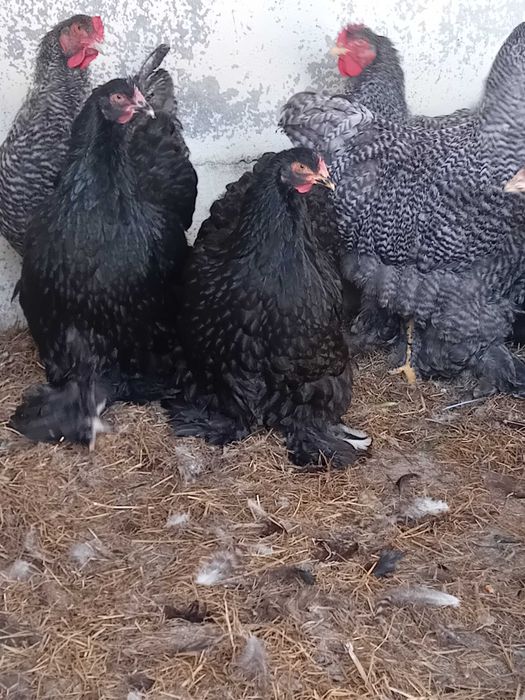 Galinhas de Raça PURA