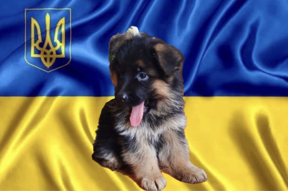Чудові цуценятка
