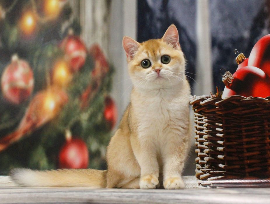 Ох, ця шубка! Ох, ці очі! Чекаємо маму