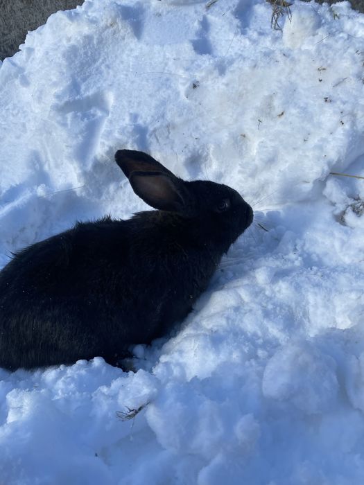 Продам кролів