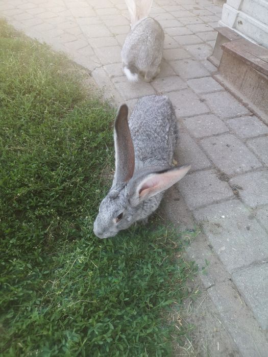Samiec Łódzki stalowy