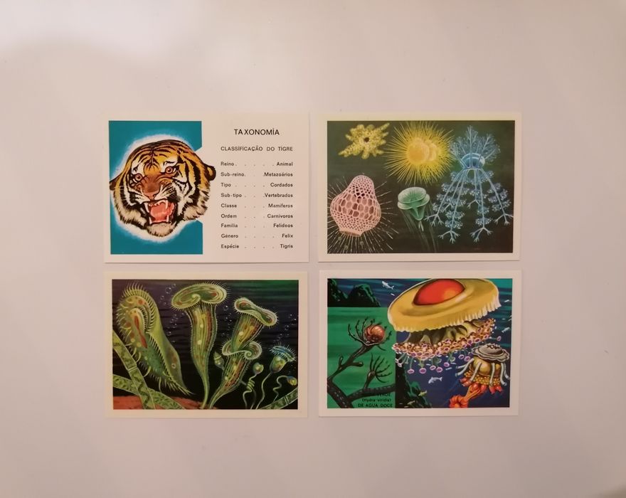 Conjunto de 4 cromos Mundo Zoológico, uma edição Ulifer